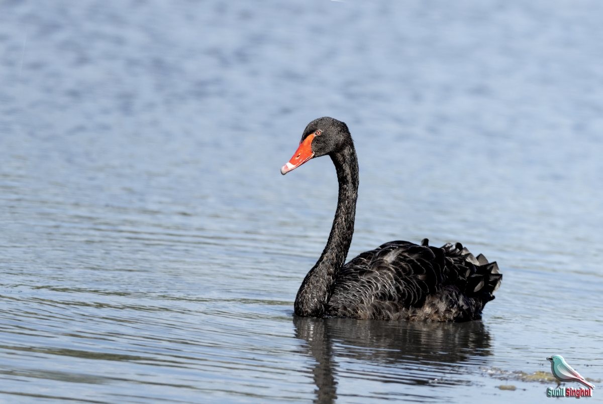 Black Swan - ML622298266