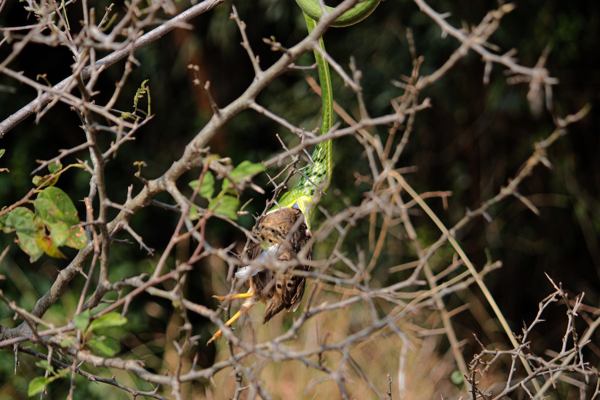 Yellow-legged Buttonquail - ML622298342