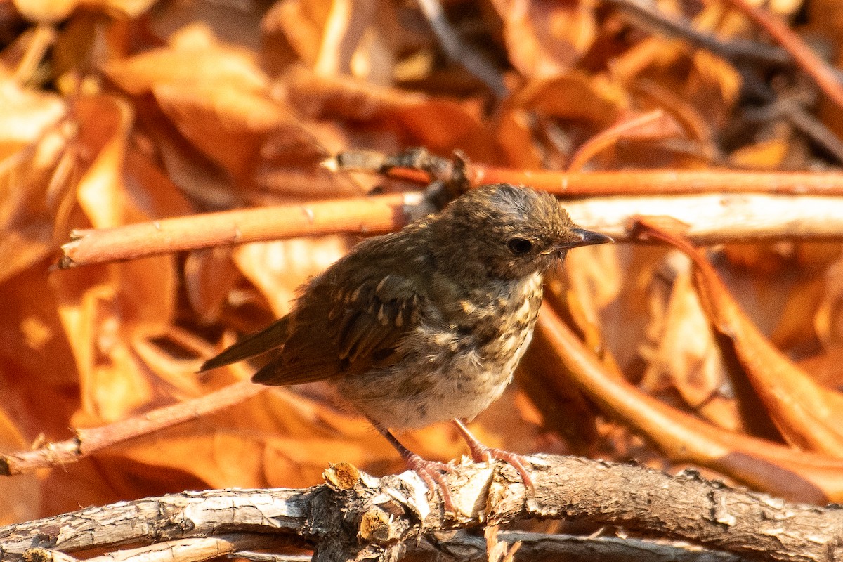 Swainson's Thrush (Russet-backed) - ML622298400