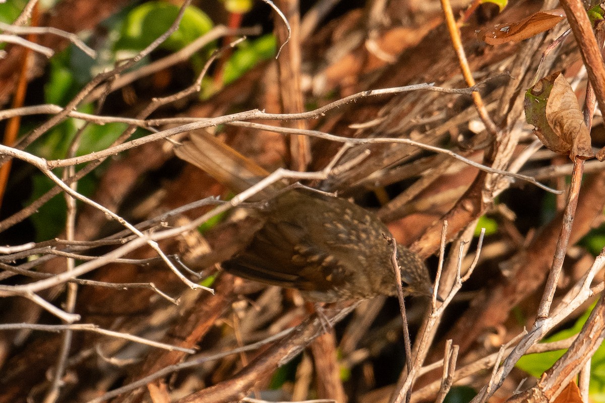 Swainson's Thrush (Russet-backed) - ML622298401