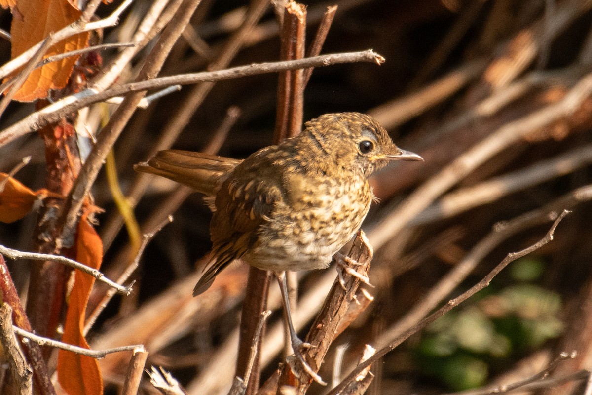 Swainson's Thrush (Russet-backed) - ML622298402