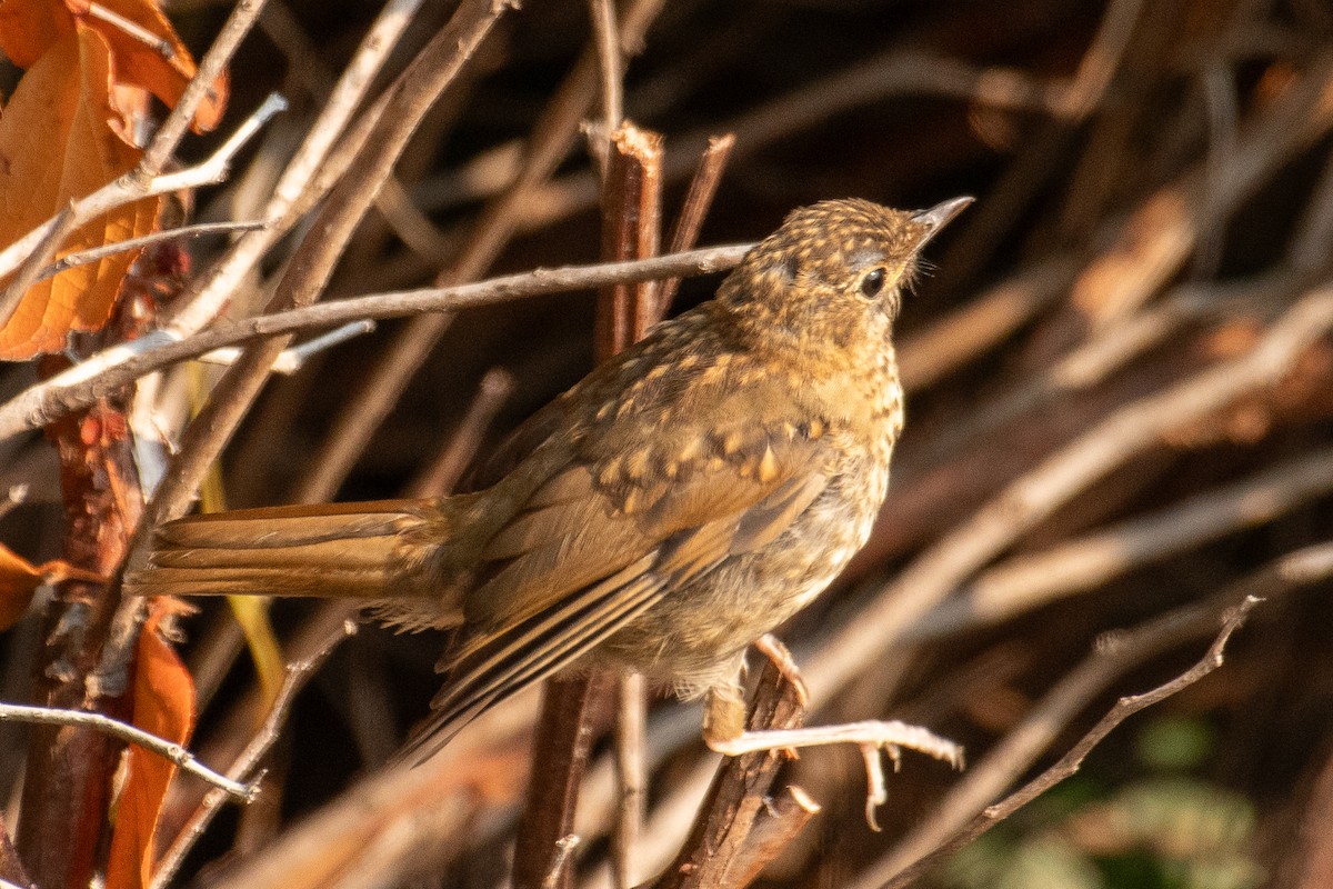 Swainson's Thrush (Russet-backed) - ML622298403