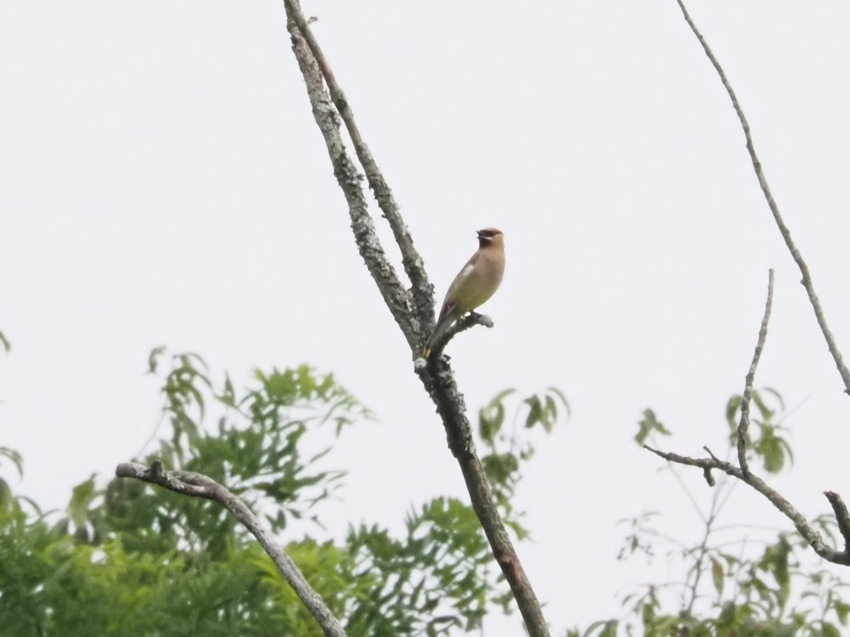 Cedar Waxwing - ML622298442