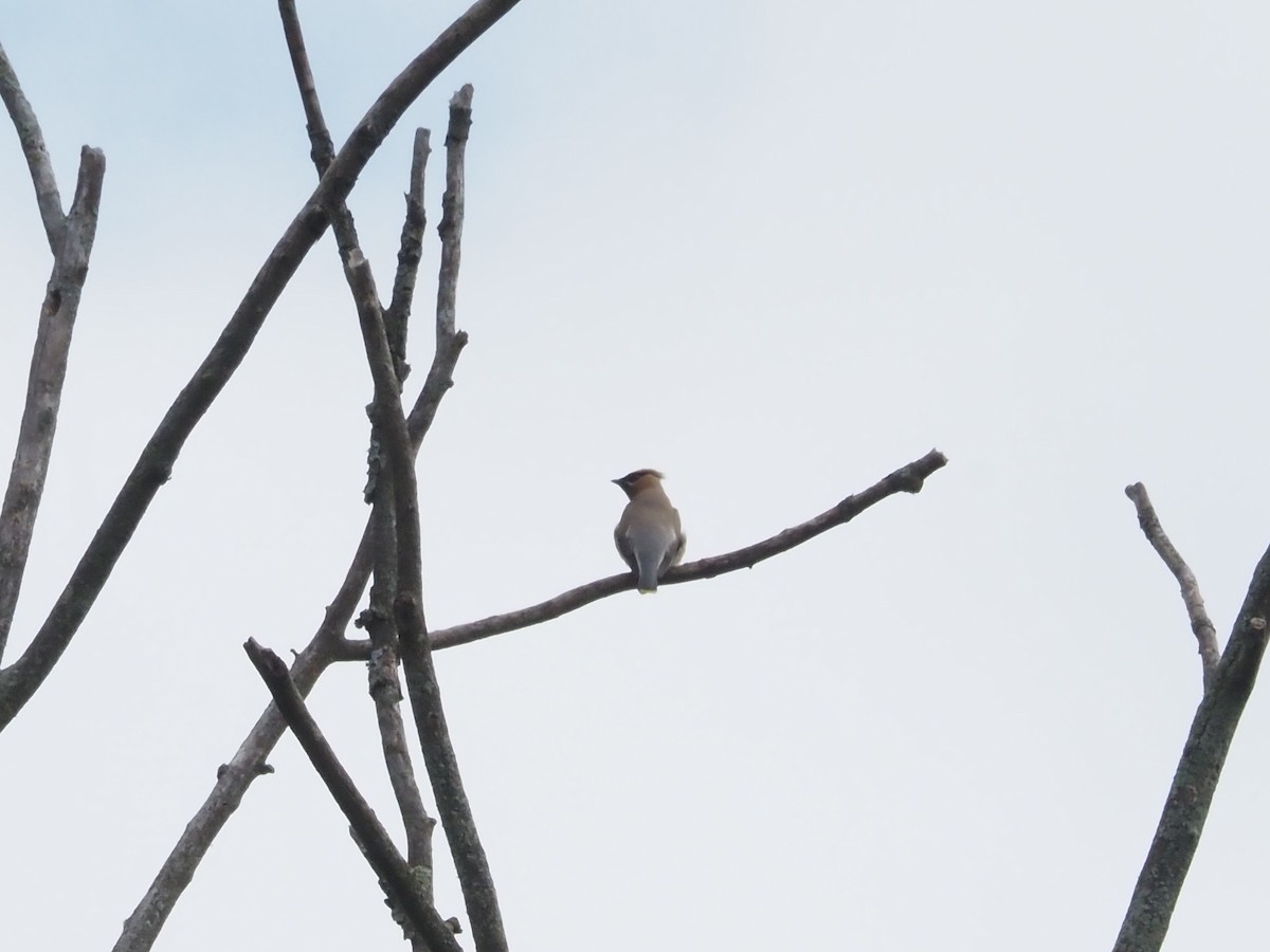 Cedar Waxwing - Bob Maddox