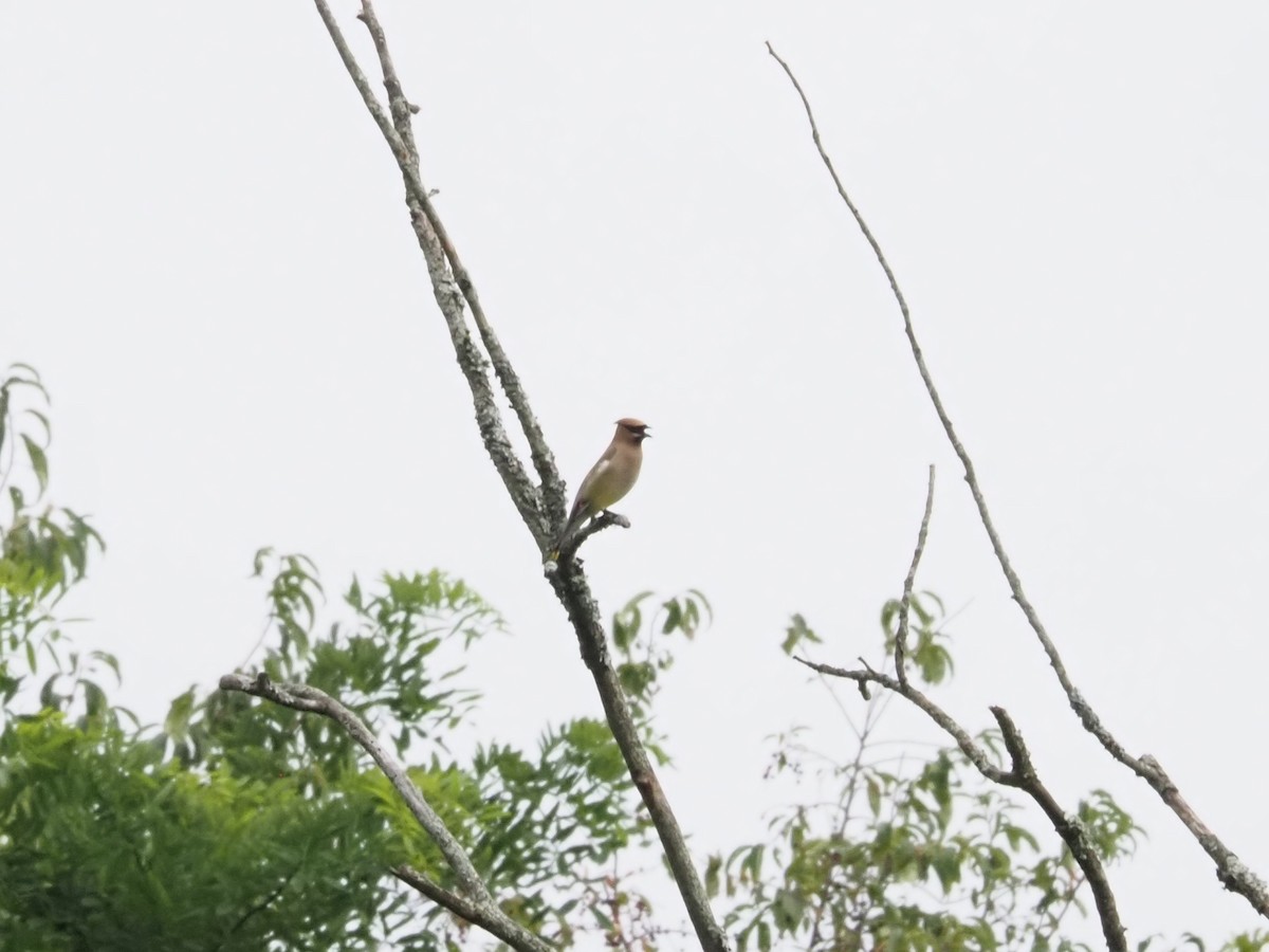 Cedar Waxwing - ML622298444