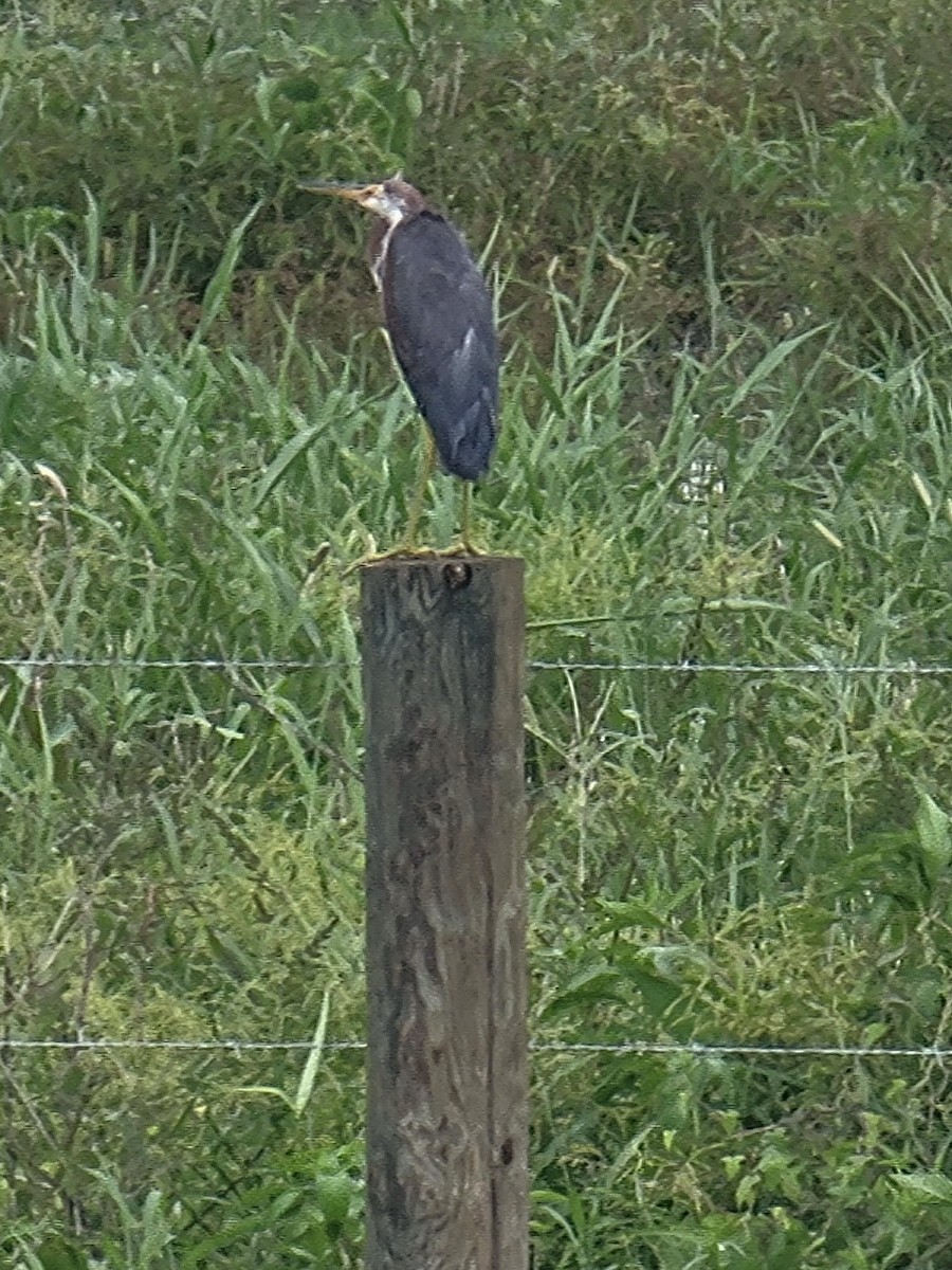 Tricolored Heron - ML622298561