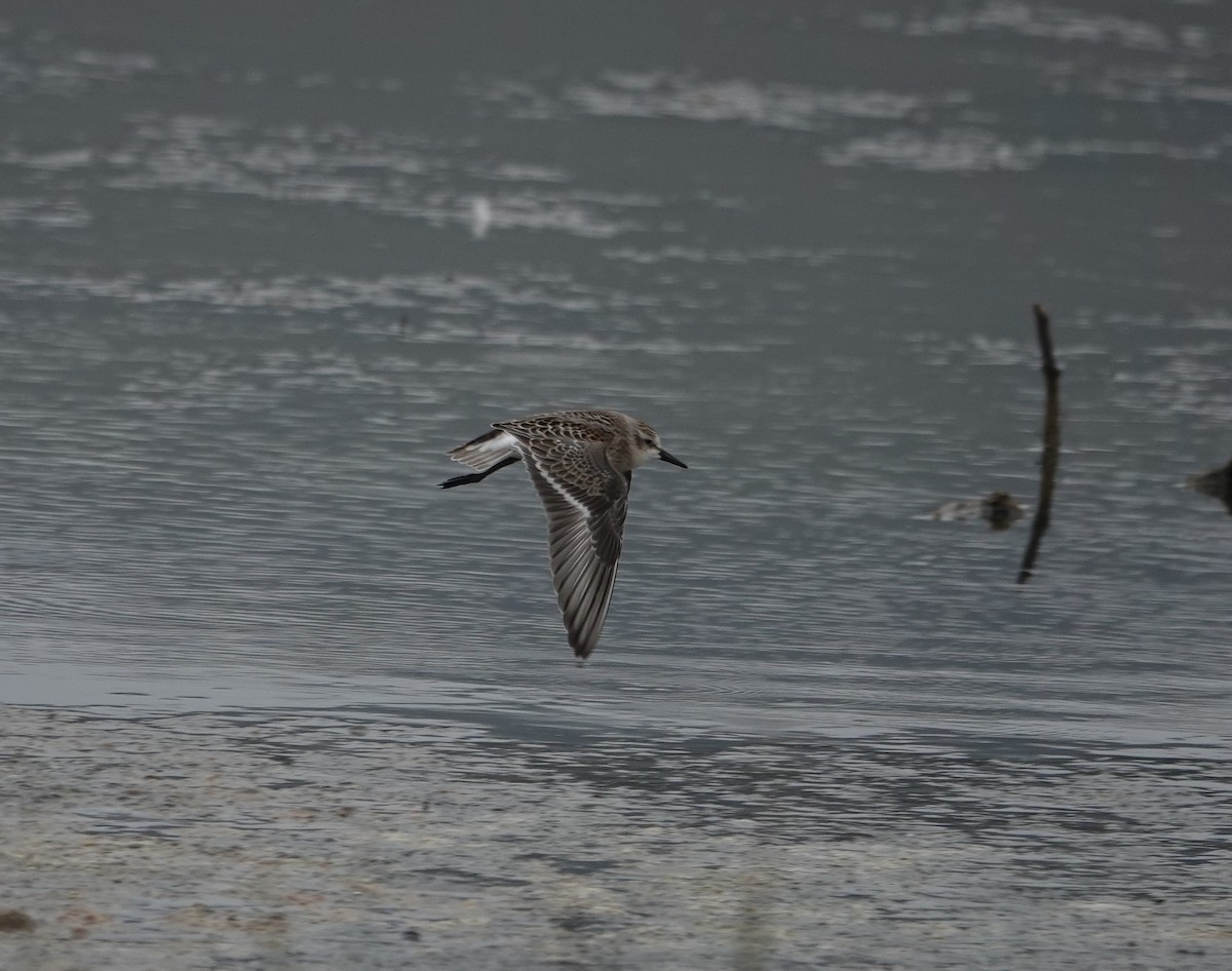 Semipalmated Sandpiper - ML622298868
