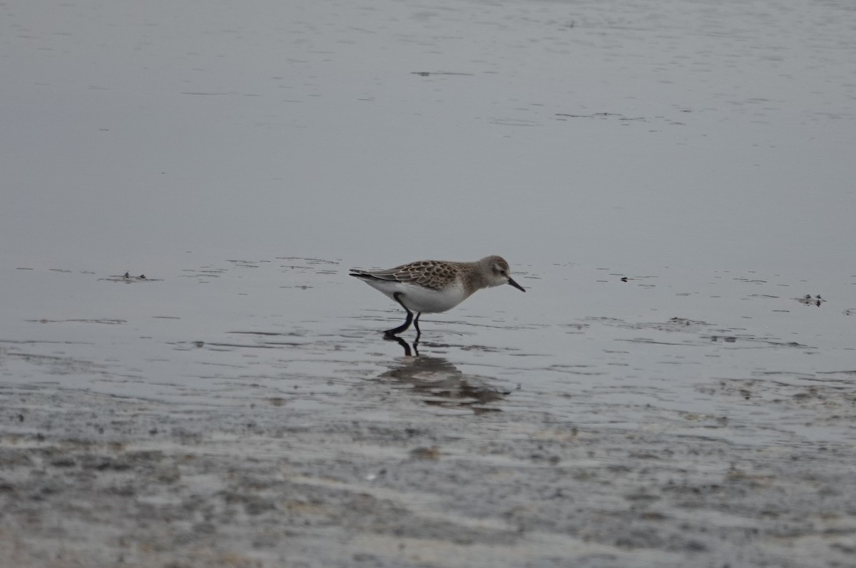 Semipalmated Sandpiper - ML622298967