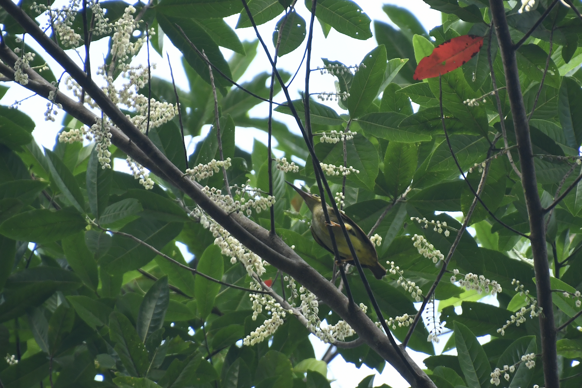 Spectacled Spiderhunter - ML622299036