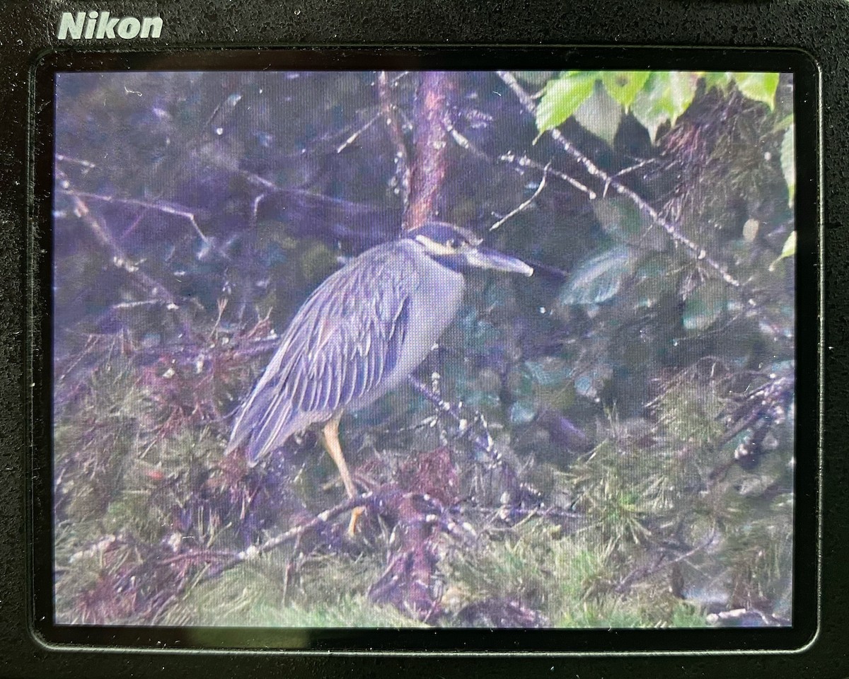 Yellow-crowned Night Heron - ML622299313