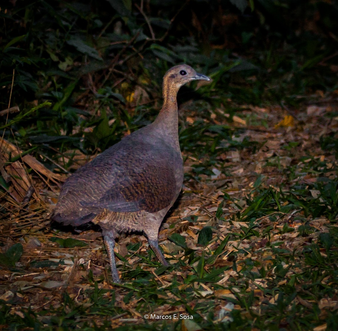 Solitary Tinamou - ML622299340