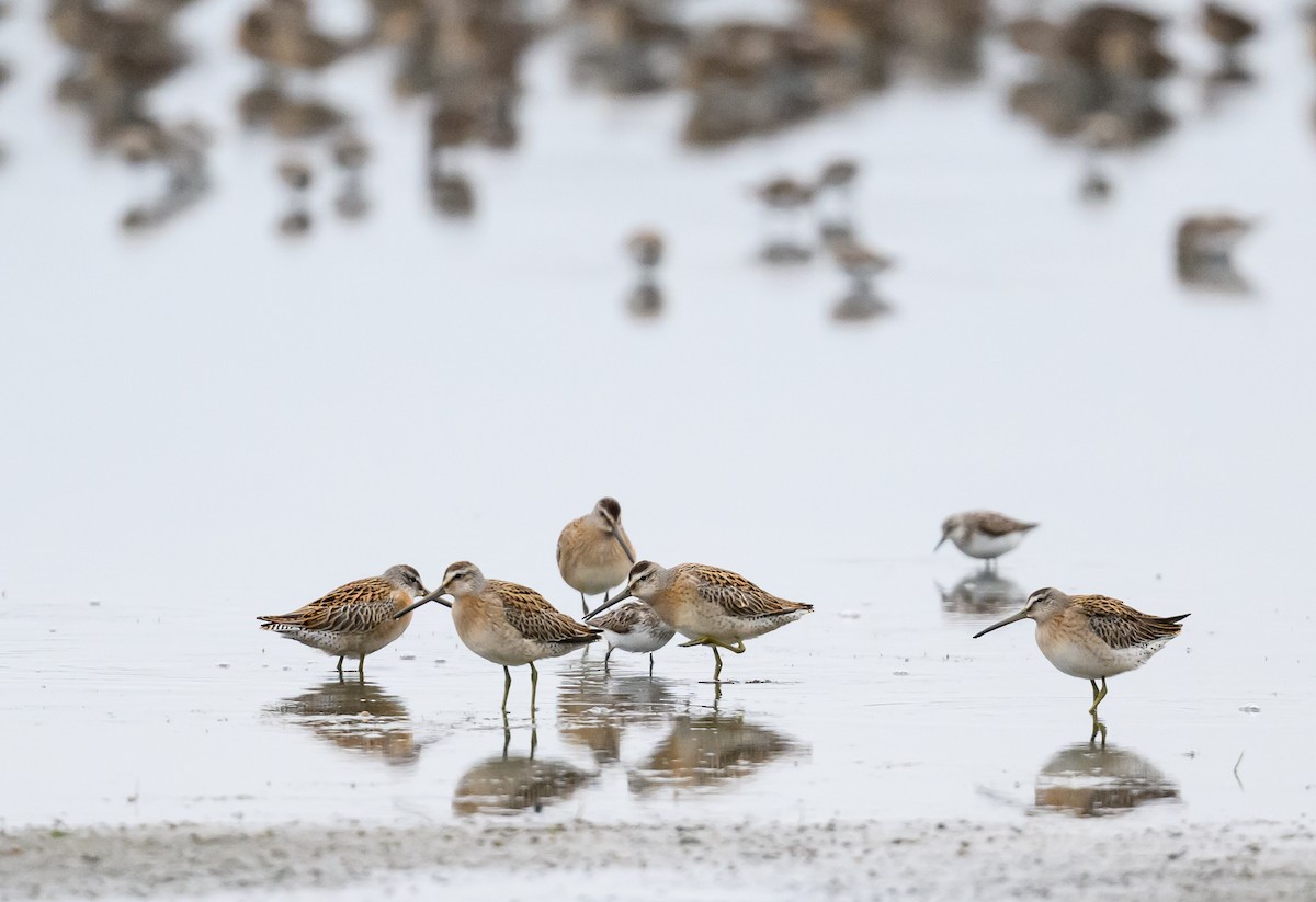 Short-billed Dowitcher - Sean Sime