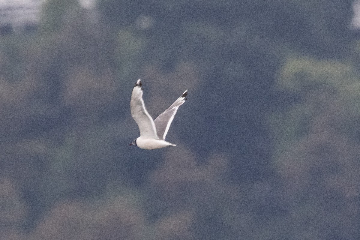 Franklin's Gull - ML622299522