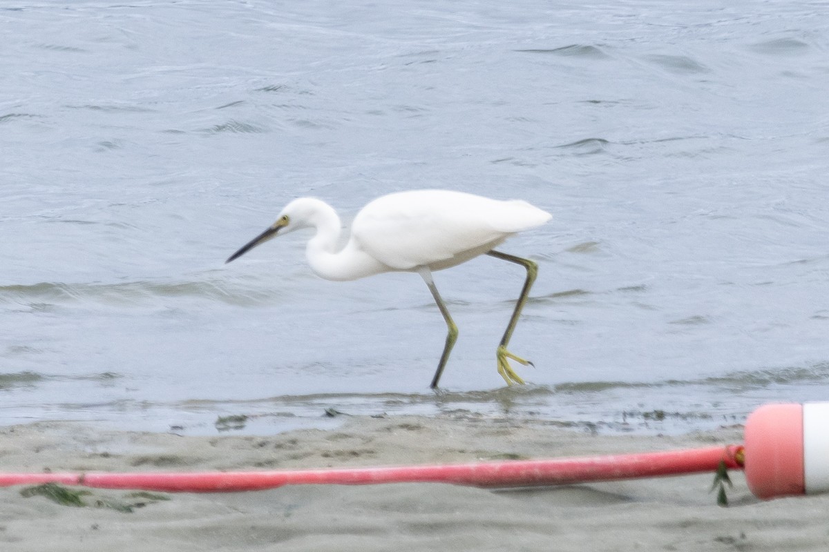 Snowy Egret - ML622299600