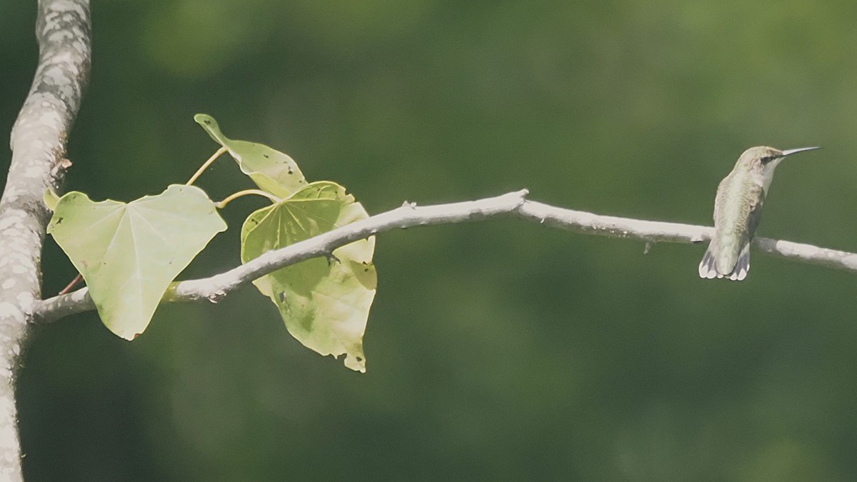 Ruby-throated Hummingbird - ML622299649