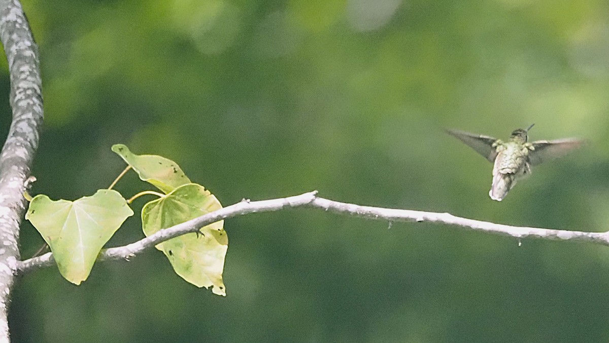 Ruby-throated Hummingbird - ML622299652