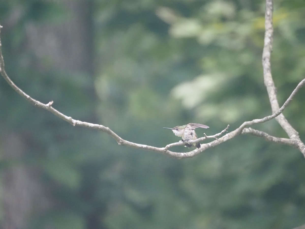 Ruby-throated Hummingbird - ML622299656