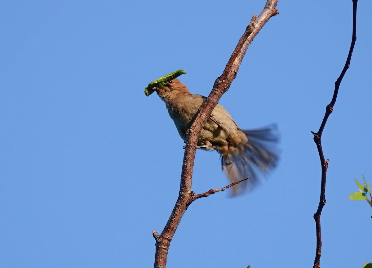 Passerin indigo - ML622299659