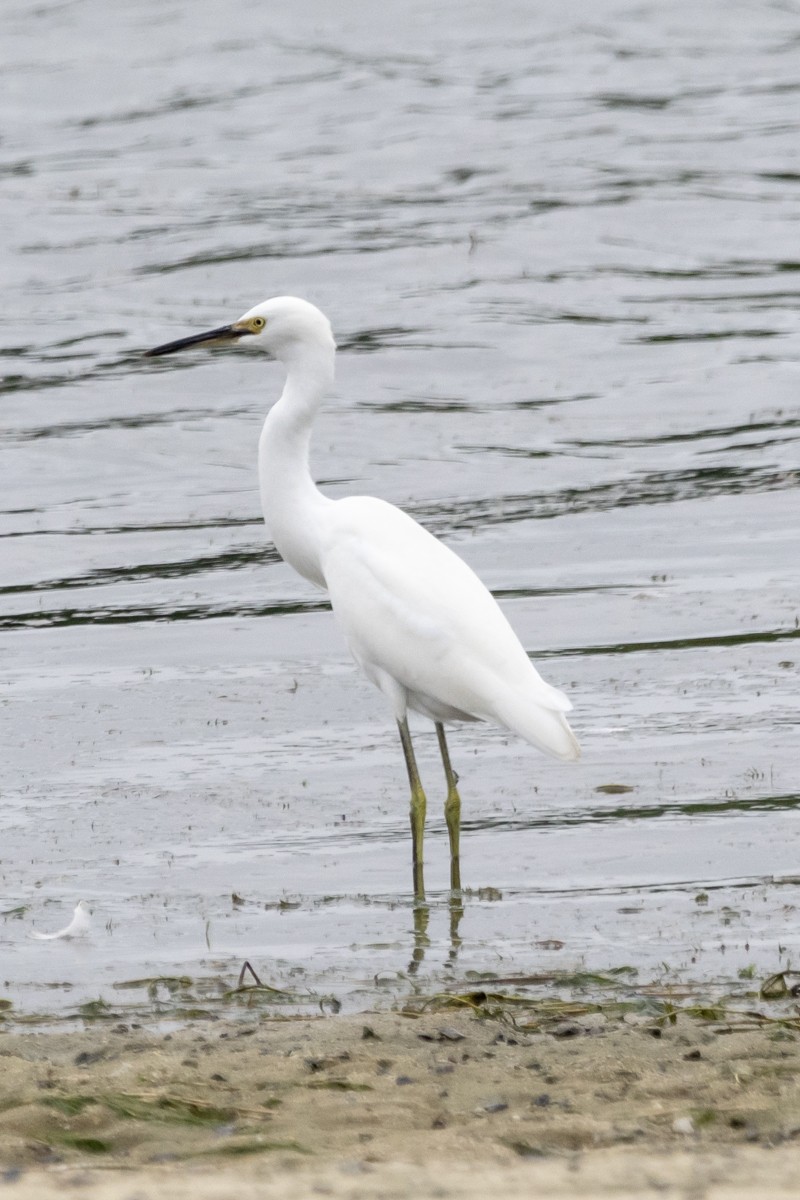 Snowy Egret - ML622299690