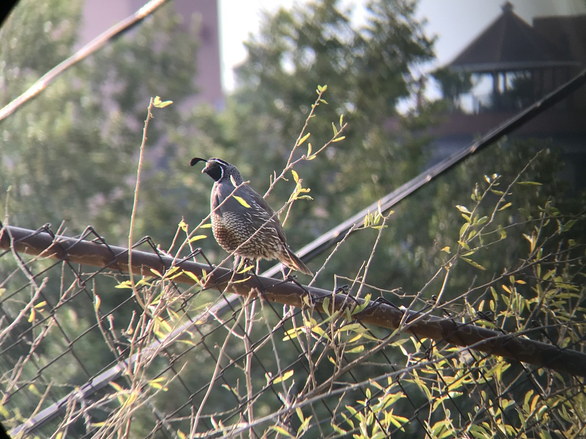 California Quail - Nell Smith