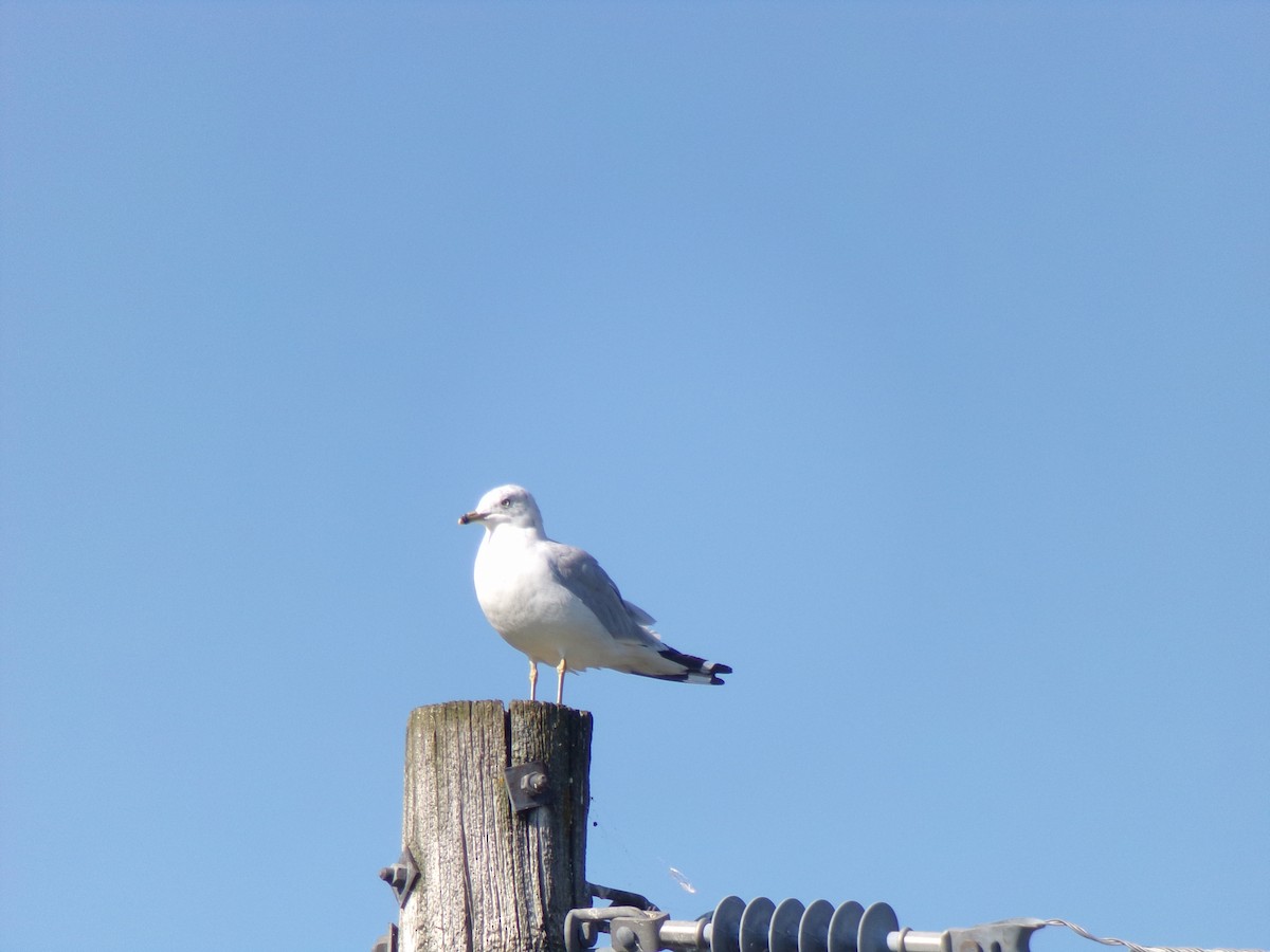 Ring-billed Gull - ML622299700