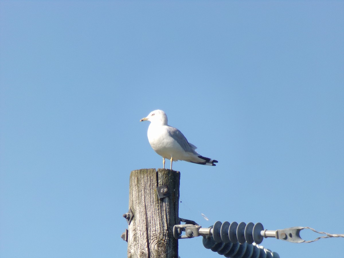 Ring-billed Gull - Shane K