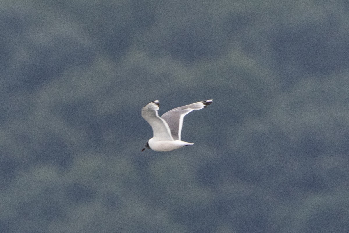 Franklin's Gull - ML622299720