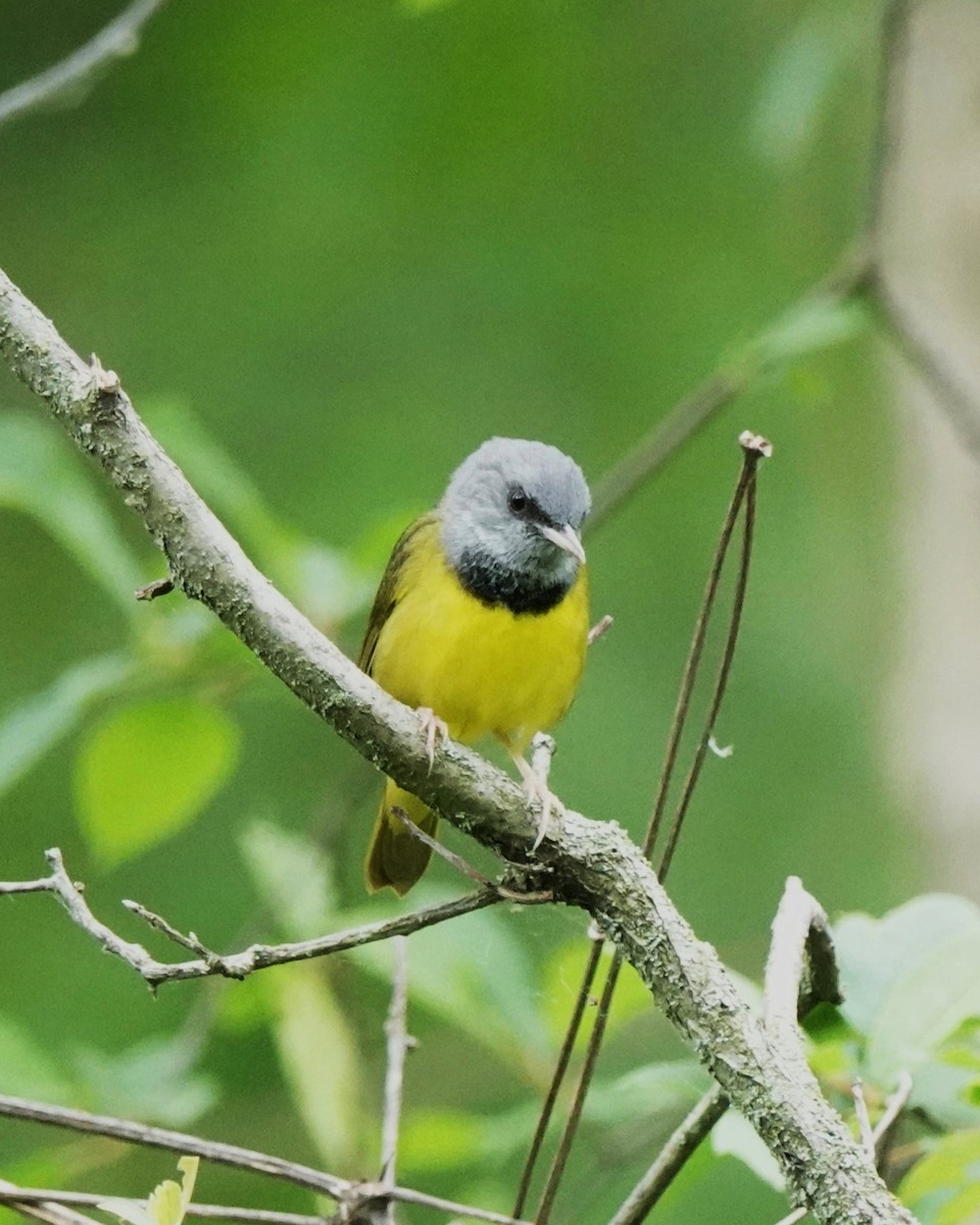 Mourning Warbler - ML622299801