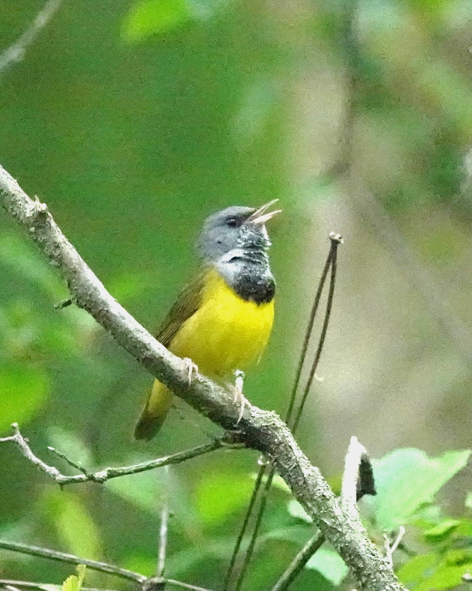 Mourning Warbler - ML622299812