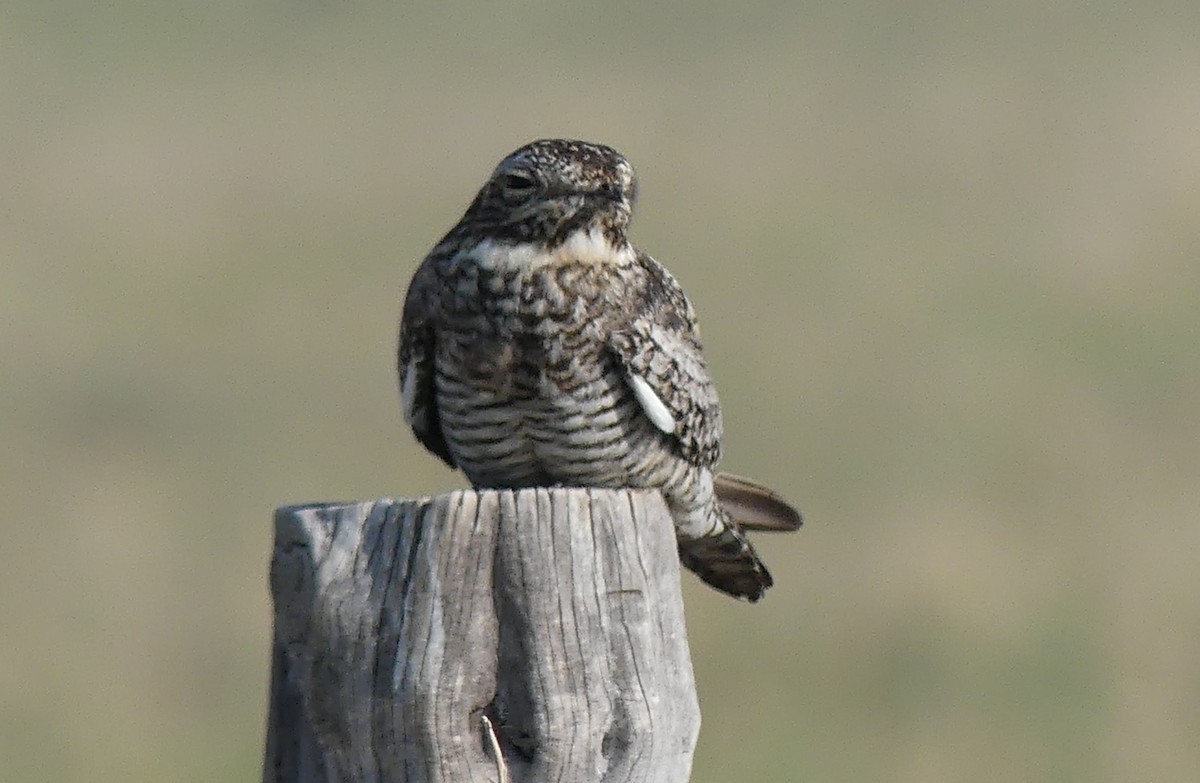 Common Nighthawk - ML622299822