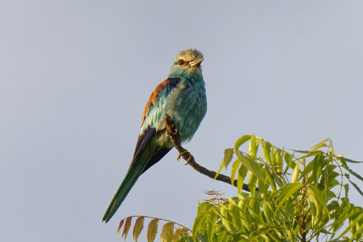 Abyssinian Roller - ML622299913