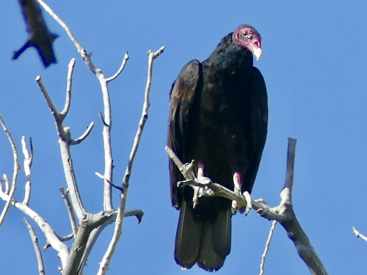 Turkey Vulture - ML622300011