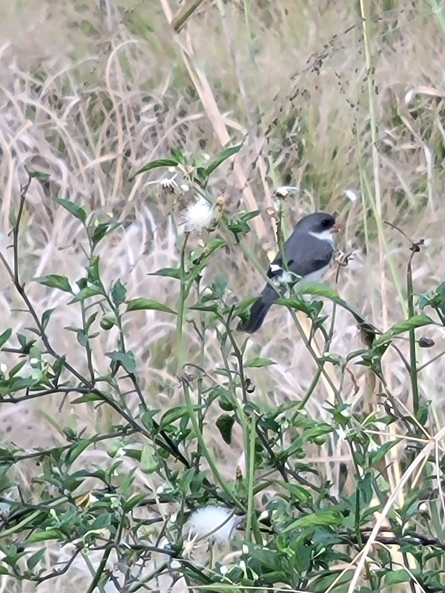 White-bellied Seedeater - ML622300052