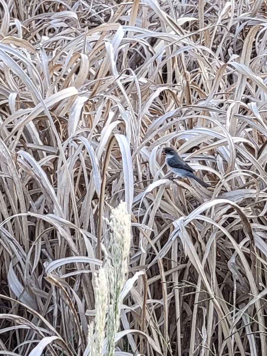 White-bellied Seedeater - ML622300053