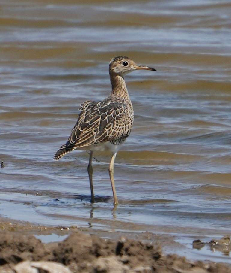 Upland Sandpiper - ML622300247