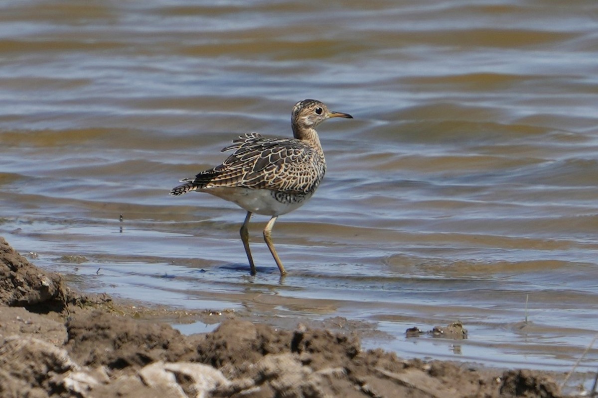 Upland Sandpiper - ML622300248