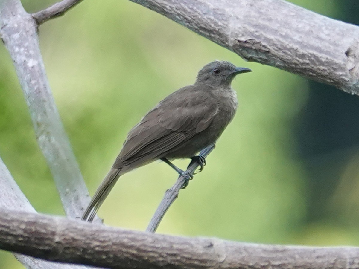 Plain Honeyeater - Barry Reed