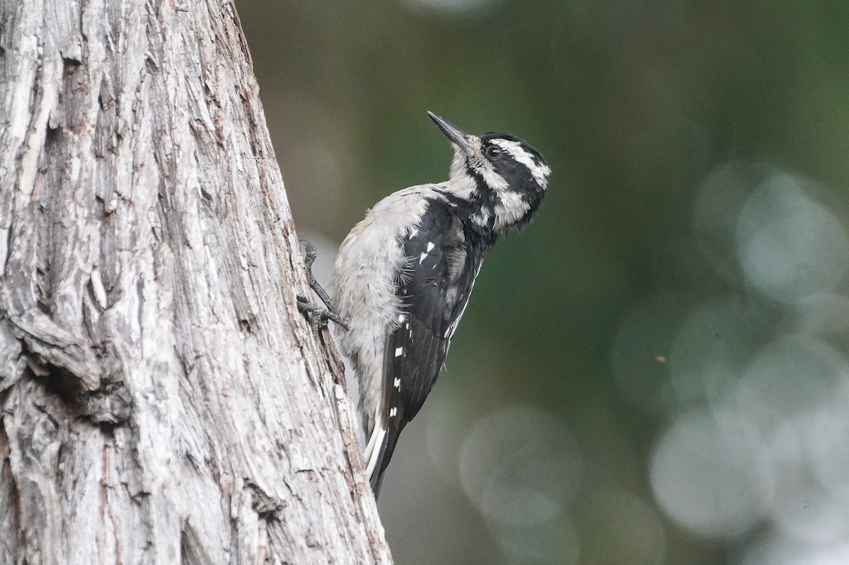 Hairy Woodpecker - ML622300268