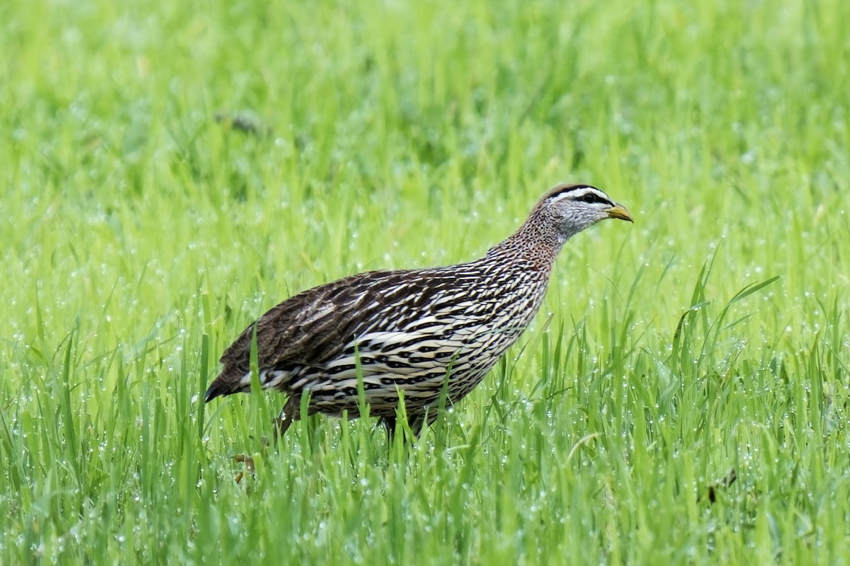 Double-spurred Spurfowl - ML622300285