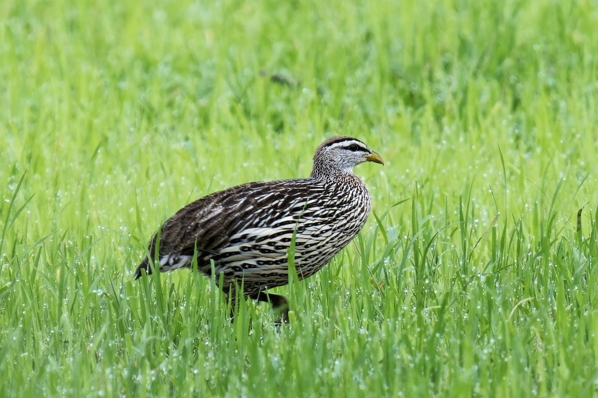 Double-spurred Spurfowl - ML622300286