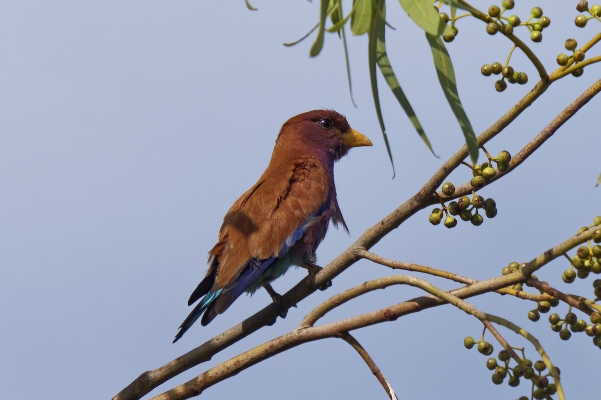 Broad-billed Roller (African) - Holger Teichmann