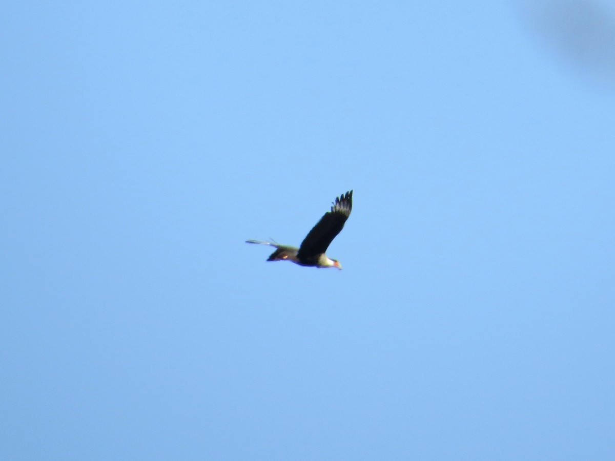 Crested Caracara (Northern) - ML622300299