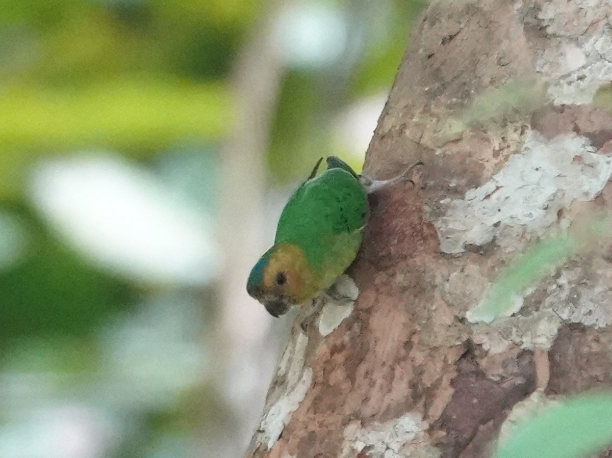 Buff-faced Pygmy-Parrot - ML622300319