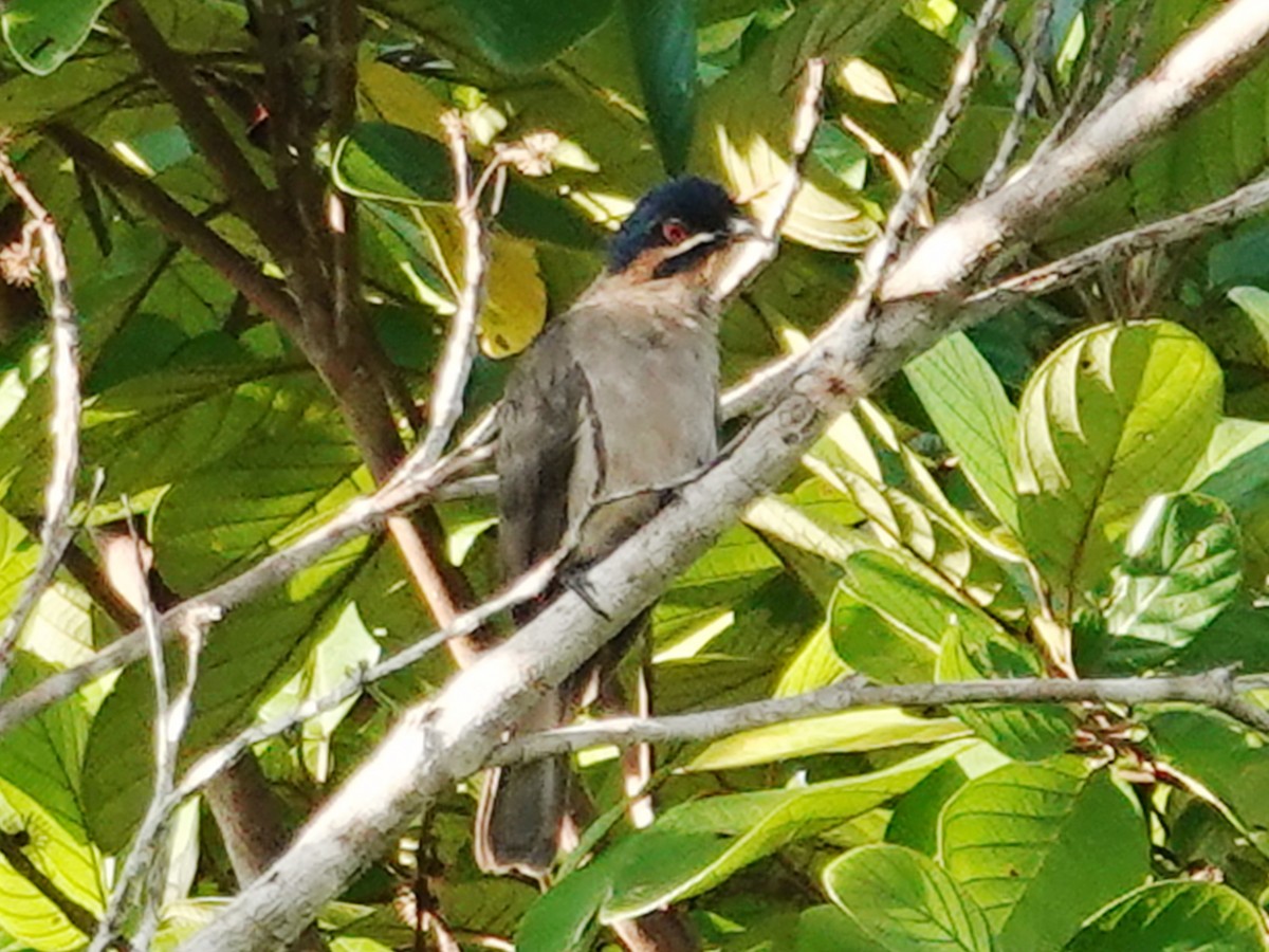 Dwarf Koel - ML622300331