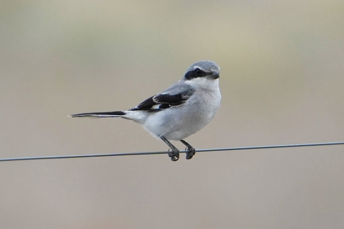 Loggerhead Shrike - ML622300332