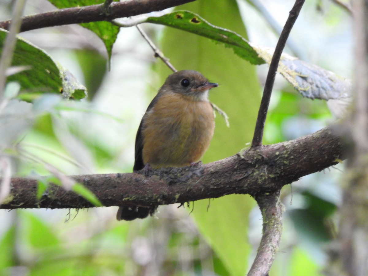 Tawny-breasted Flycatcher - ML622300337
