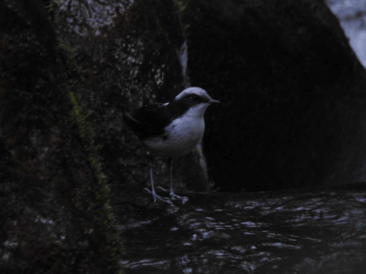 White-capped Dipper - ML622300342