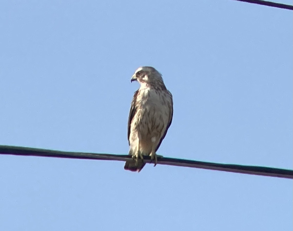 Broad-winged Hawk - ML622300360