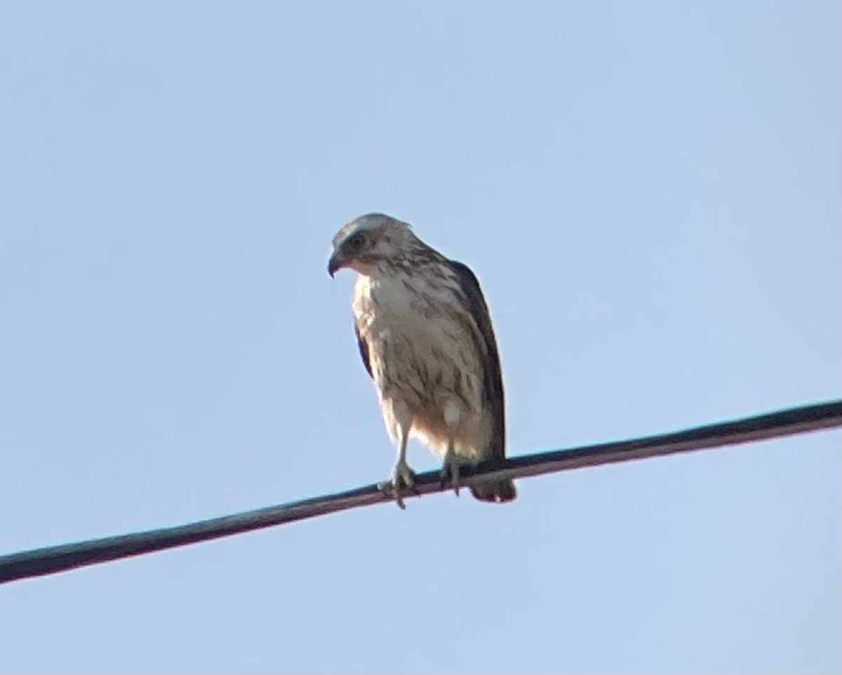 Broad-winged Hawk - ML622300361