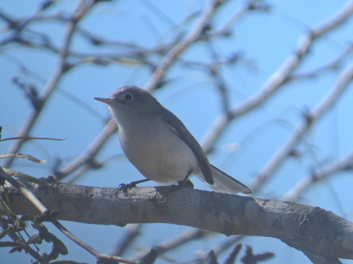 Blue-gray Gnatcatcher - ML622300362